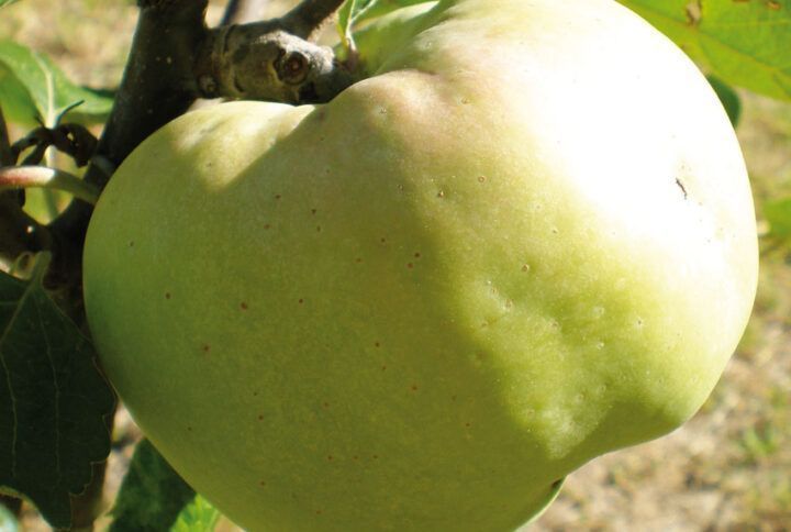 La manzana de la salud