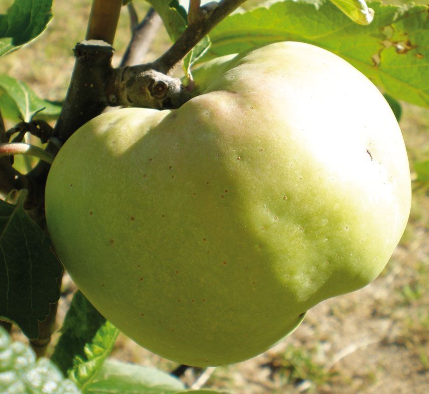 La manzana de la salud